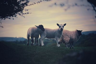 Sheep on field against sky during sunset