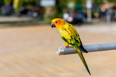 Close-up of parrot perching on a bird