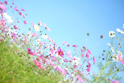 Low angle view of pink and white flowers blooming on field against clear sky