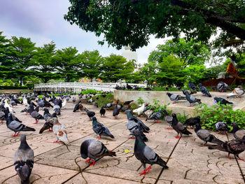 High angle view of pigeons perching on tree