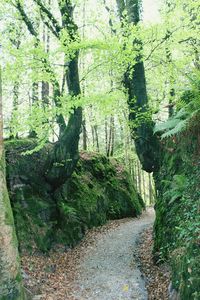 Trees in forest