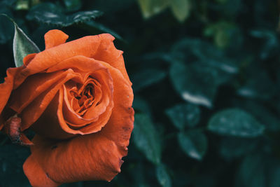 Close-up of rose on plant