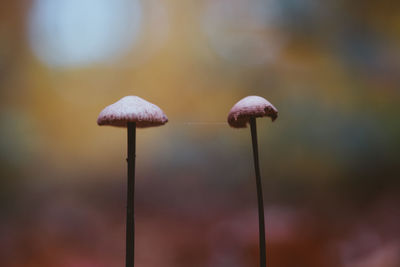 Close-up of mushroom growing outdoors