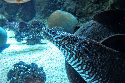 Close-up of fish swimming in aquarium