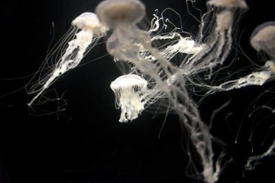 Close-up of jellyfish swimming in aquarium