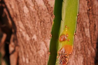 Close-up of insect on tree trunk