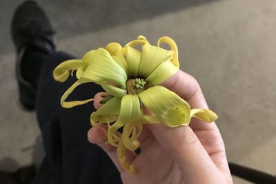 Close-up of hand holding yellow flower