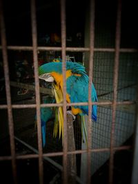 Bird perching on metal in cage