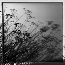 Close-up of plants against sky