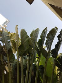 Low angle view of tall grass against sky