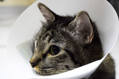 Close-up of a cat with protective recovery collar cone. 