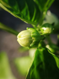 Close-up of fresh green plant