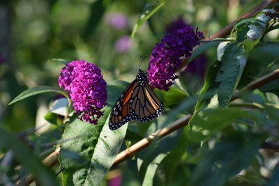 Close-up of butterfly on purple flower