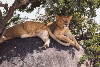 Two lion cubs sitting under a tree in the shadow