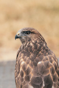 Close-up of a common buzzard