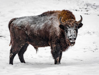 Side view of bison standing on snow