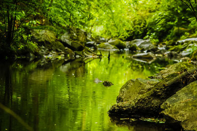 Scenic view of lake in forest