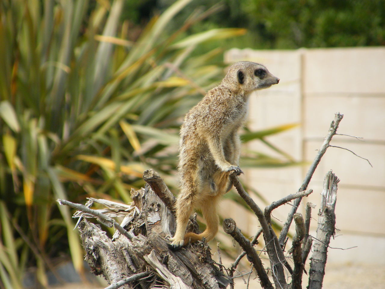 Meerkat climbing