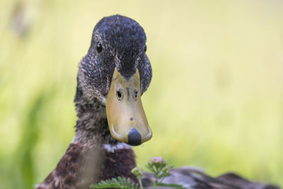 Close-up of a bird