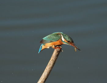 Close-up of bird perching on a pole