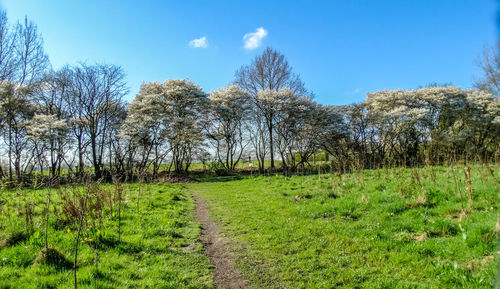 Scenic view of grassy field against cloudy sky