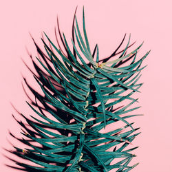 Tropical plant on pink. minimal fashion art