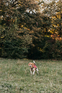 Dog running on field