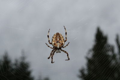 Close-up of spider on web