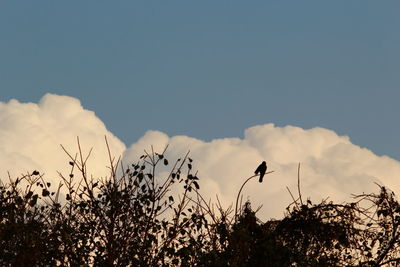 Low angle view of silhouette birds flying against sky