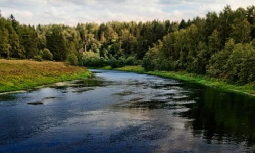 Stream amidst trees against sky