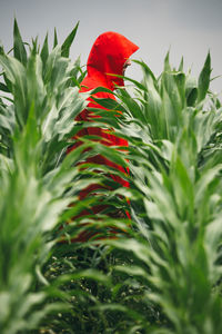 Close-up of red flowering plant