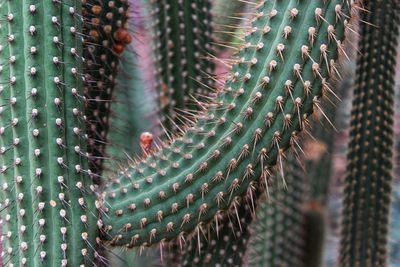 Full frame shot of succulent plant