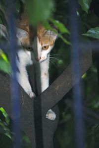 Portrait of a cat