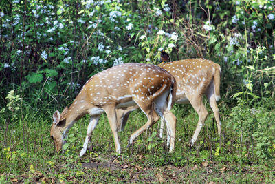 Close-up of deer standing in grass