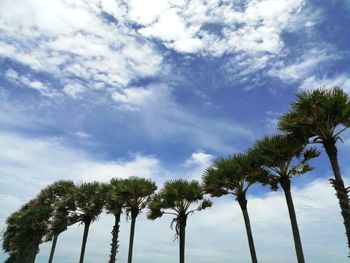 Low angle view of palm trees against blue sky
