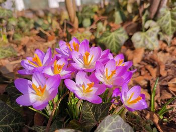 Close-up of purple crocus flowers on field