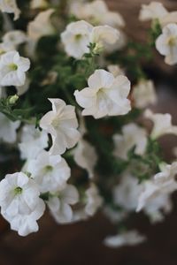 Close-up of white flowering plant