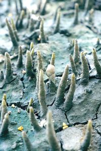 Close-up of plants on snow field