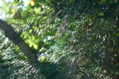 Low angle view of lichen growing on tree