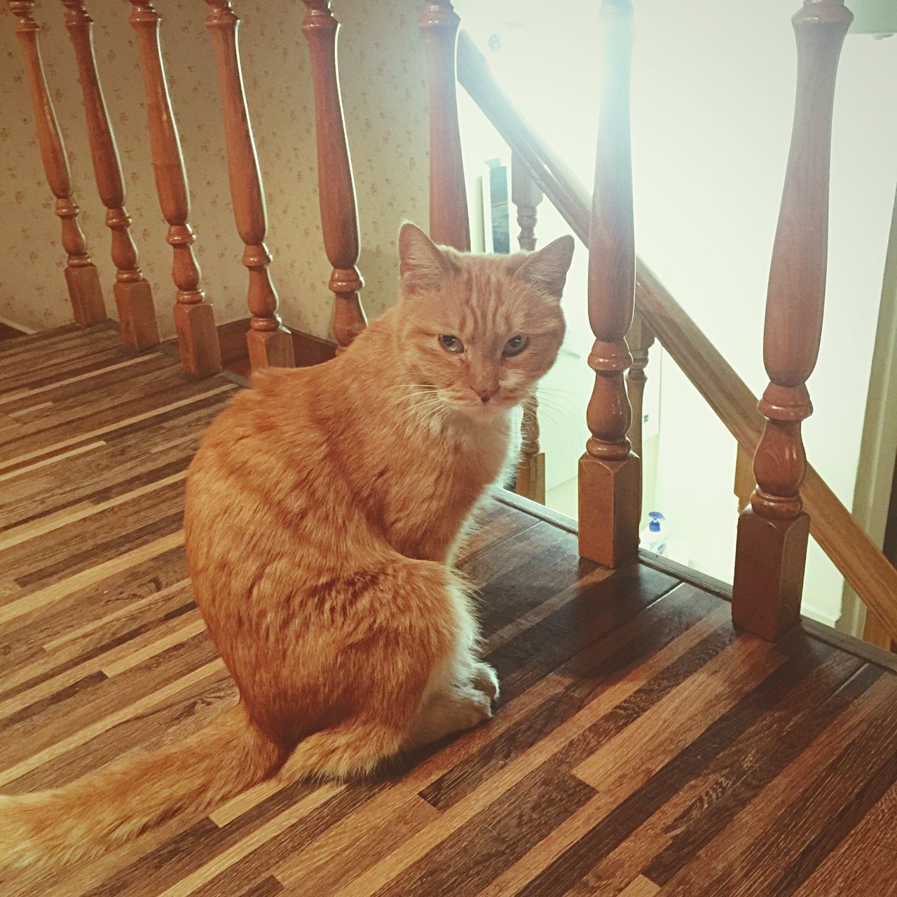 domestic cat, animal themes, one animal, cat, pets, mammal, domestic animals, feline, whisker, sitting, relaxation, wood - material, looking away, built structure, architecture, alertness, no people, zoology, day, full length