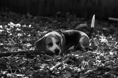 Portrait of dog lying on field