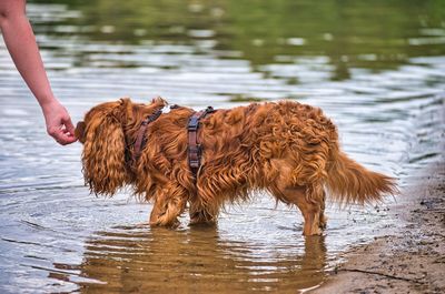 View of a dog on lake