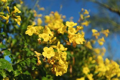 Close-up of fresh yellow flowers blooming in field