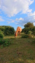 View of horse on field against sky