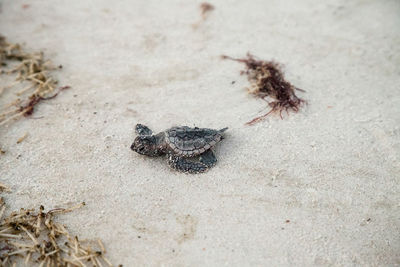 High angle view of crab on sand