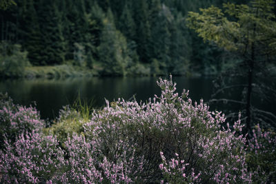 Purple flowering plants by lake