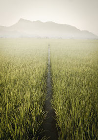 Rice field and mountain