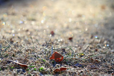 Close-up of red grass on field