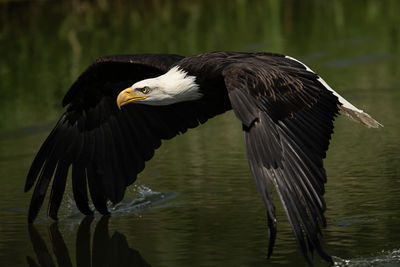 Close-up of eagle flying over lake