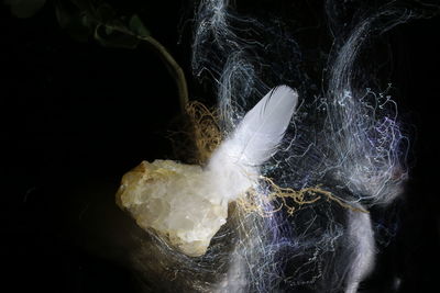 Close-up of feather against black background